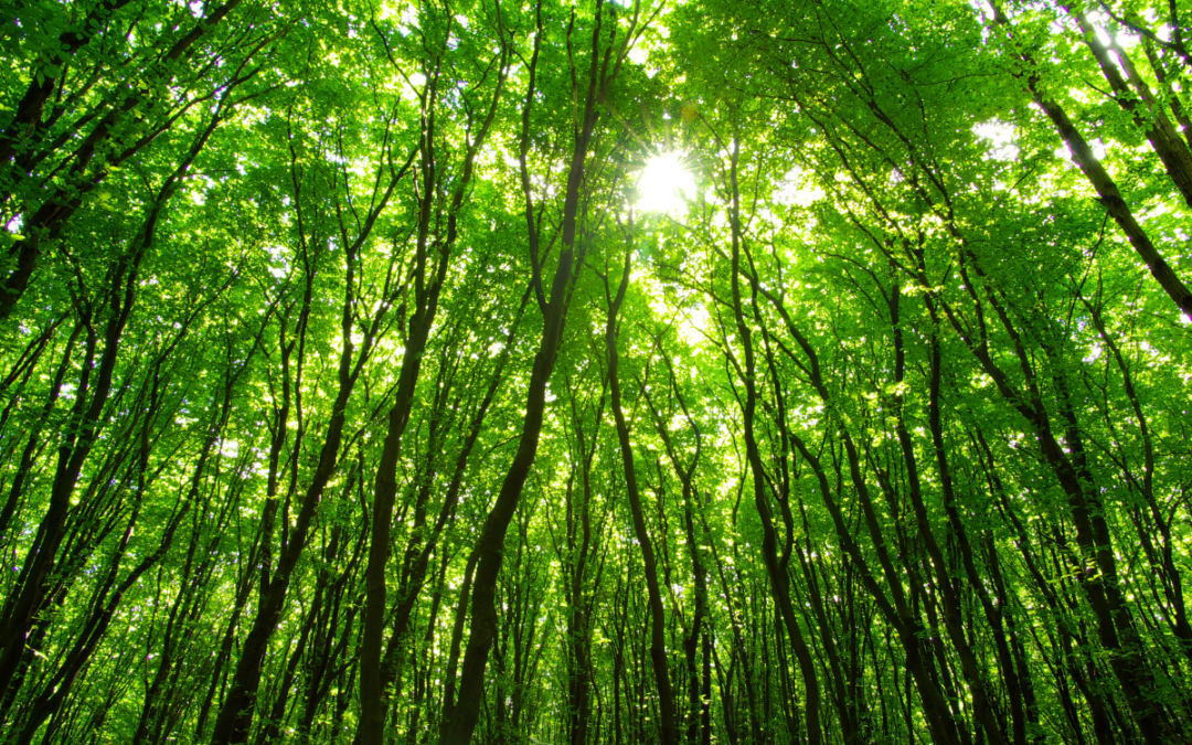 Cuidar da terra é cuidar do presente e futuro