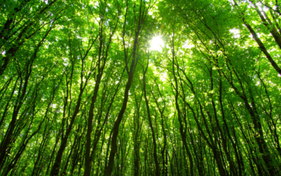 Cuidar da terra é cuidar do presente e futuro